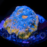 Echinophyllia spp Katar Orenji Chalice WYSYWIG II