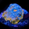Echinophyllia spp Katar Orenji Chalice WYSYWIG II