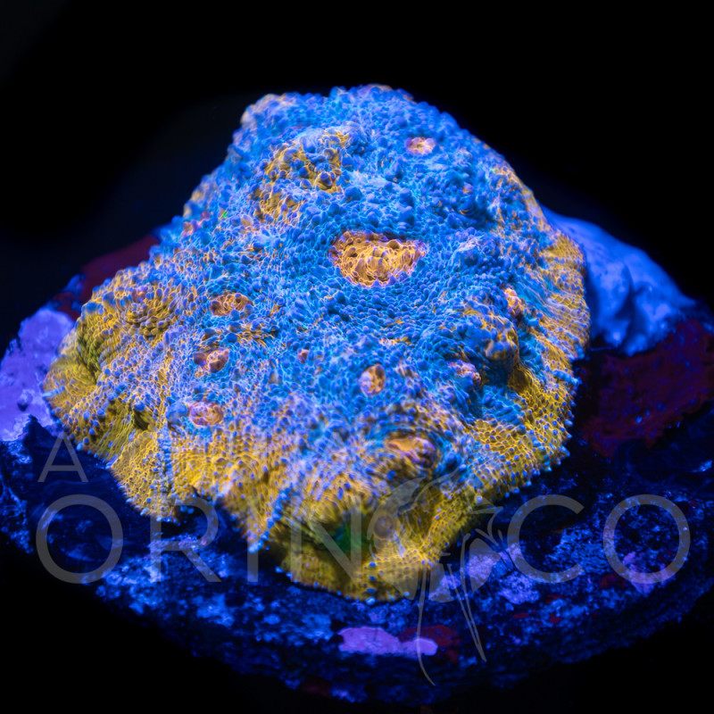 Echinophyllia spp Katar Orenji Chalice WYSYWIG II