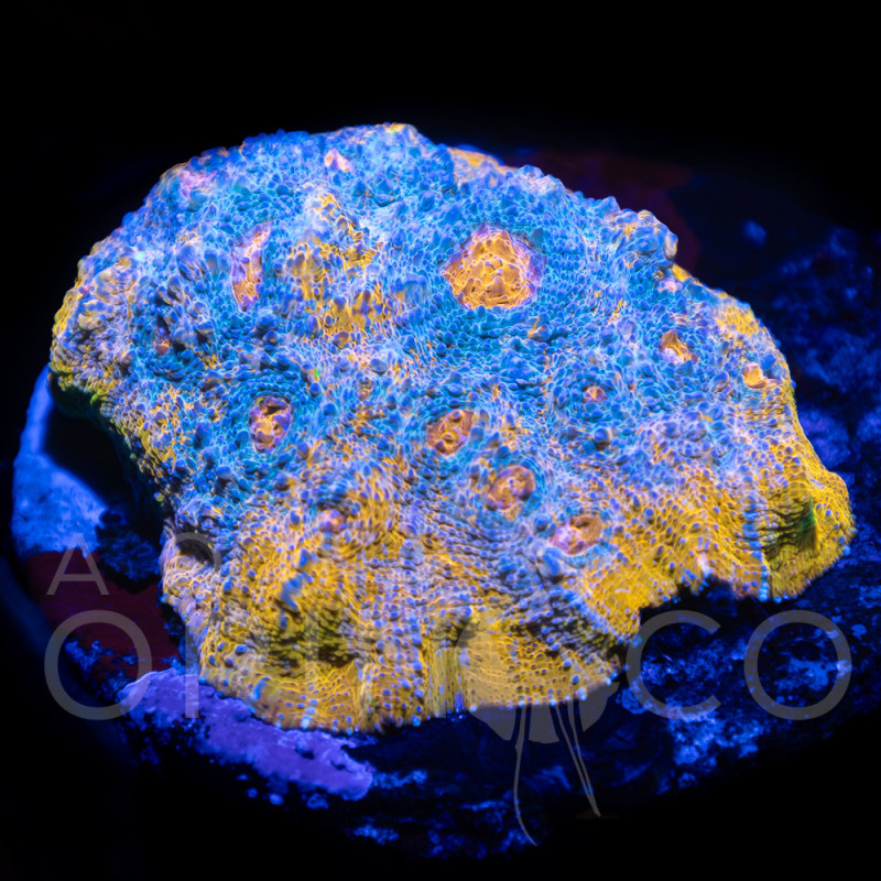 Echinophyllia spp Katar Orenji Chalice WYSYWIG II