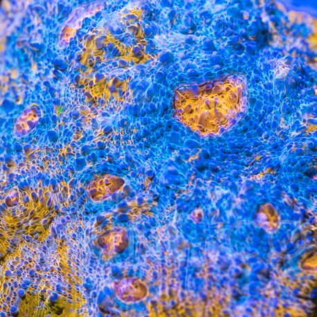 Echinophyllia spp Katar Orenji Chalice WYSYWIG II