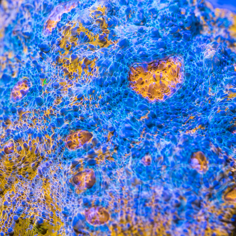 Echinophyllia spp Katar Orenji Chalice WYSYWIG II