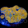 Echinophyllia spp Katar Orenji Chalice WYSYWIG III