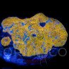 Echinophyllia spp Katar Orenji Chalice WYSYWIG III