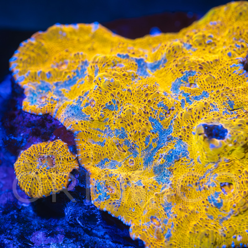 Echinophyllia spp Katar Orenji Chalice WYSYWIG III