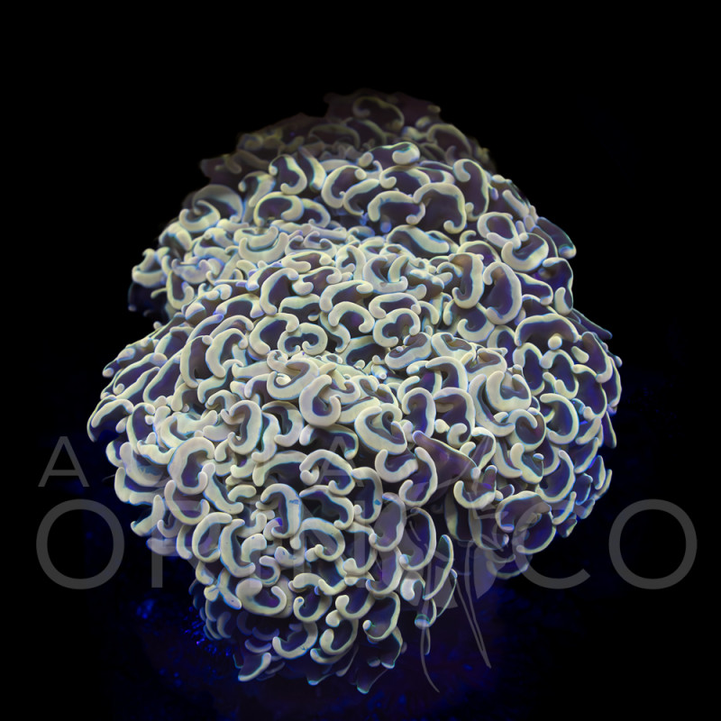 Euphyllia parancora Yellow