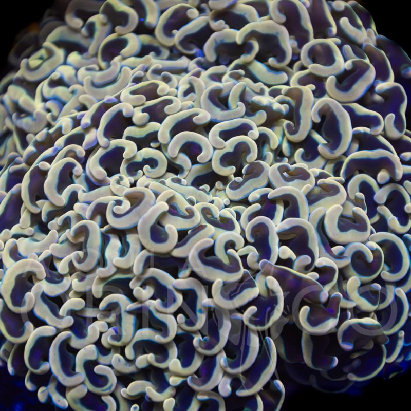 Euphyllia parancora Green I