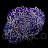 Euphyllia ancora Pink Hammer WYSIWYG