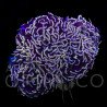 Euphyllia ancora Pink Hammer WYSIWYG