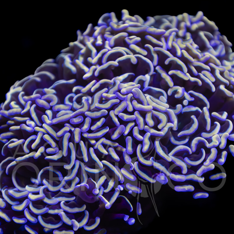 Euphyllia ancora Pink Hammer WYSIWYG