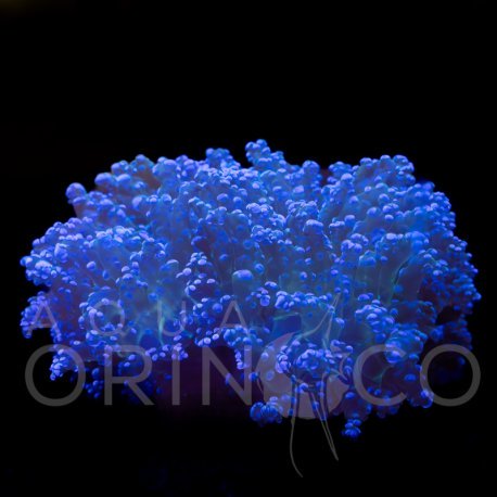 Euphyllia yaeyamaensis Bicolor