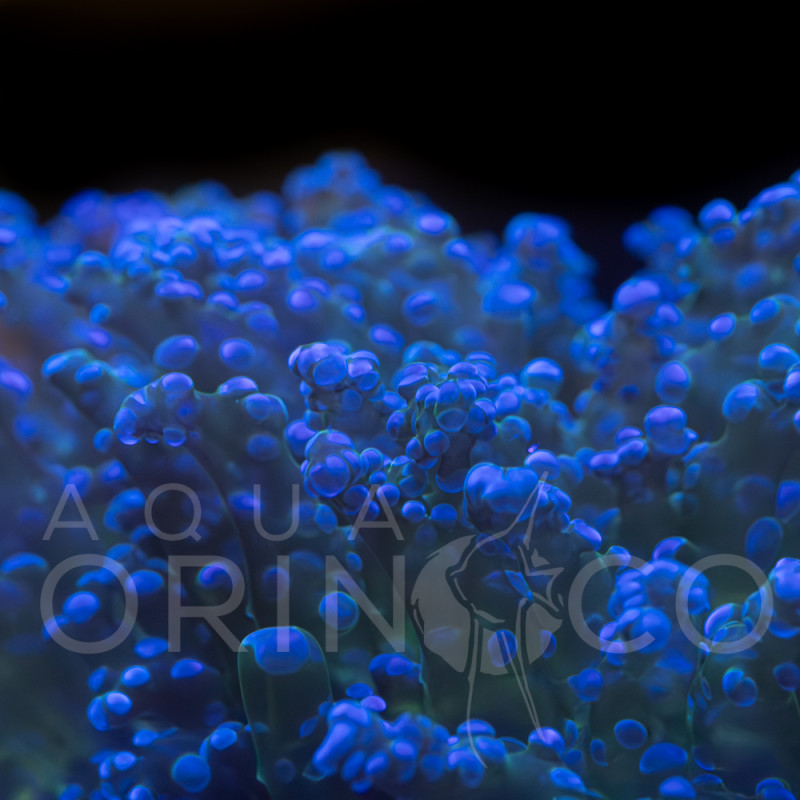 Euphyllia yaeyamaensis Bicolor