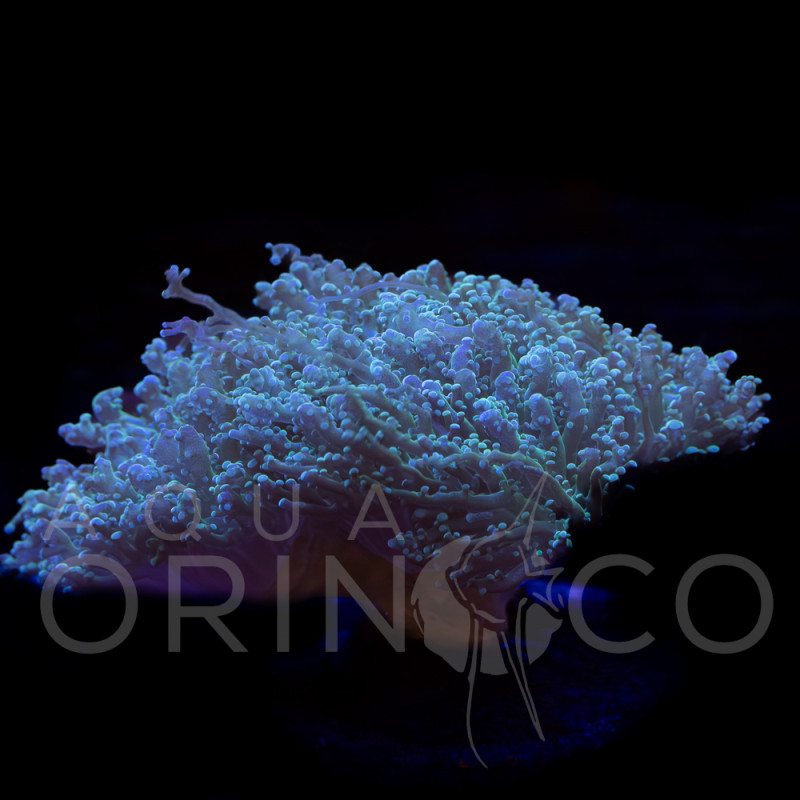 Euphyllia yaeyamaensis Green