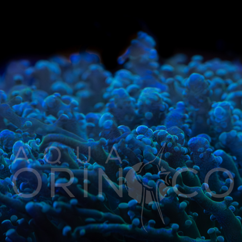 Euphyllia yaeyamaensis Green