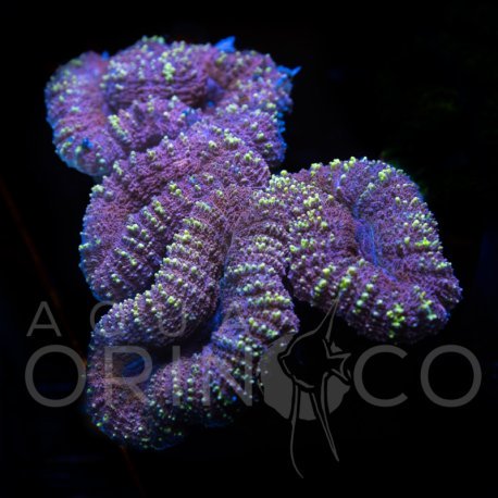 Lobophyllia Bicolor IV WYSIWYG
