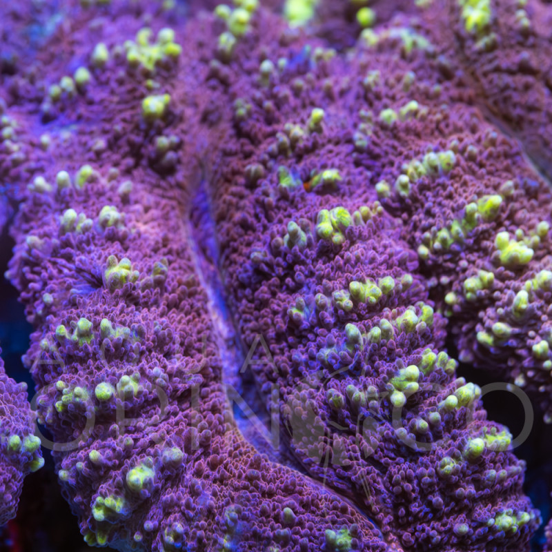 Lobophyllia Bicolor IV WYSIWYG