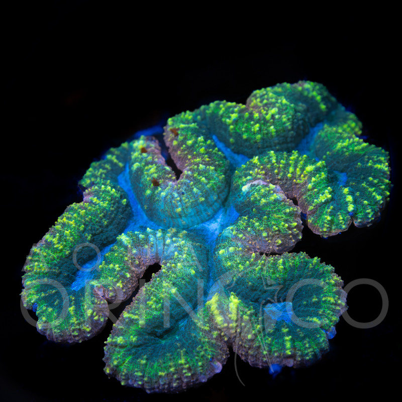 Lobophyllia Bicolor V WYSIWYG