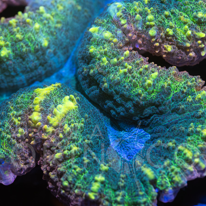 Lobophyllia Bicolor V WYSIWYG