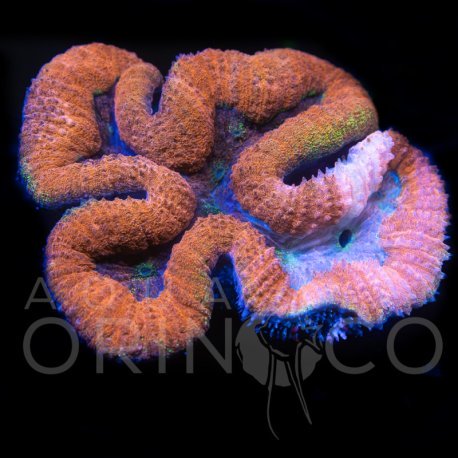 Lobophyllia Bicolor VI WYSIWYG