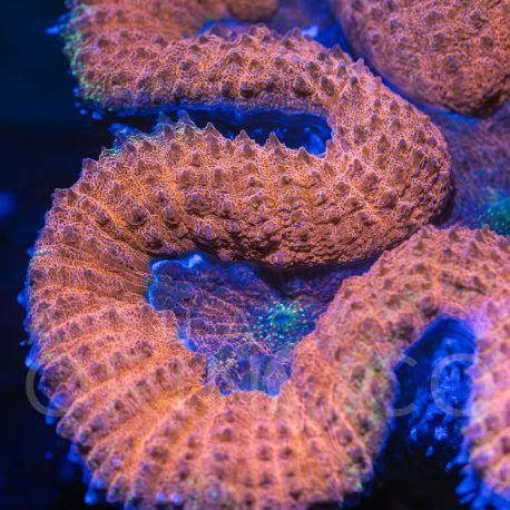 Lobophyllia Bicolor VI WYSIWYG