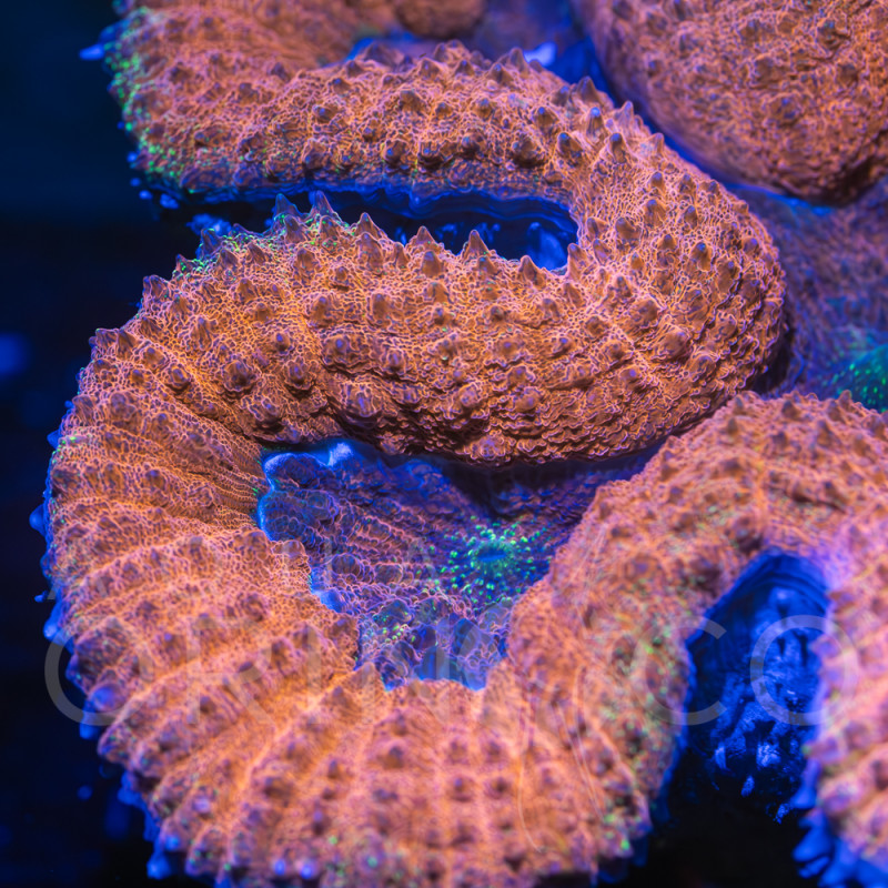 Lobophyllia Bicolor VI WYSIWYG