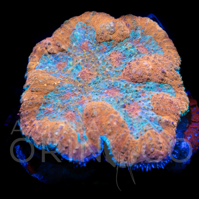 Lobophyllia Bicolor VII WYSIWYG