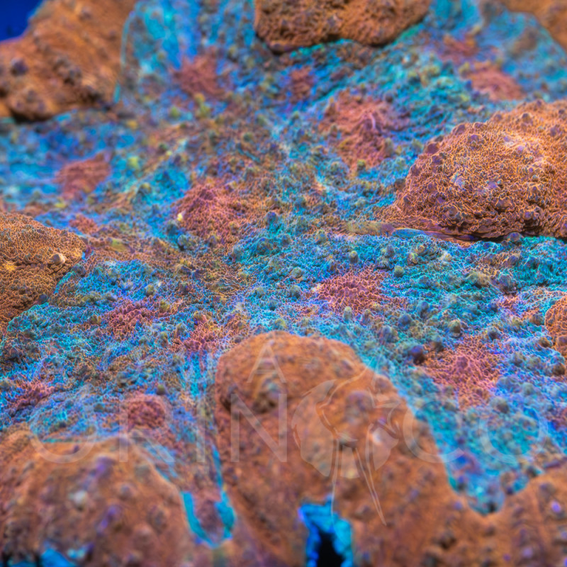 Lobophyllia Bicolor VII WYSIWYG