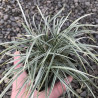 Ophiopogon variegata