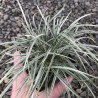 Ophiopogon variegata