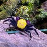 Caranguejo Vampire Banana (Geosesarma sp. - var. Vampire Banana)