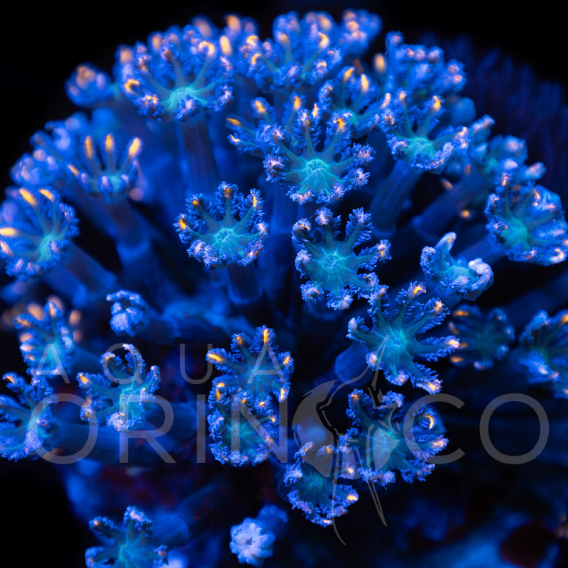 Clavularia spp. Papaya  WYSIWYG