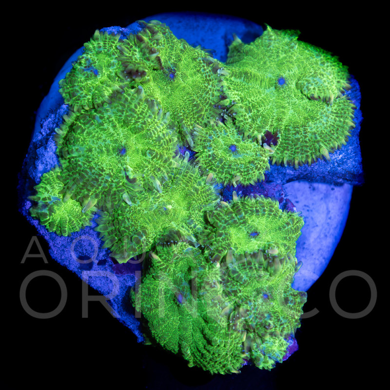 Rhodactis sp. Green II