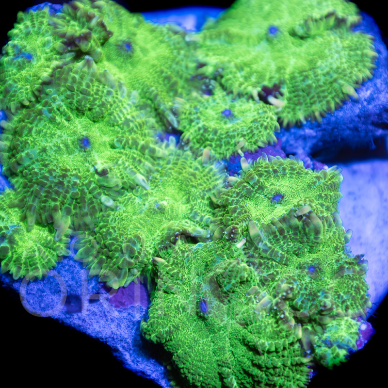Rhodactis sp. Green II