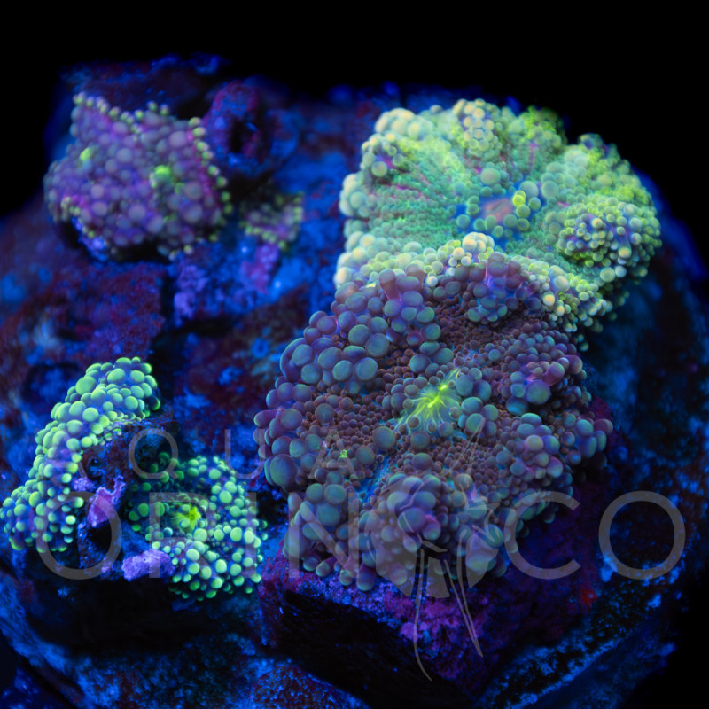 Ricordea  sp. WYSYWIG II