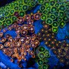 Zoanthus sp. Zoa Garden WYSIWYG V