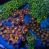 Zoanthus sp. Zoa Garden WYSIWYG V