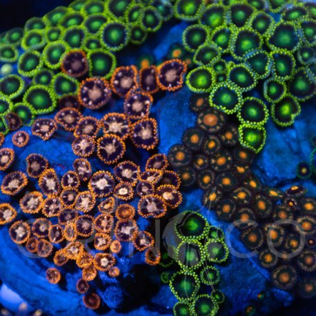Zoanthus sp. Zoa Garden WYSIWYG V