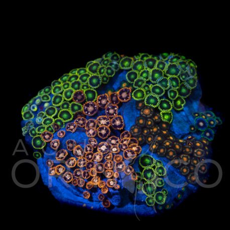 Zoanthus sp. Zoa Garden WYSIWYG V