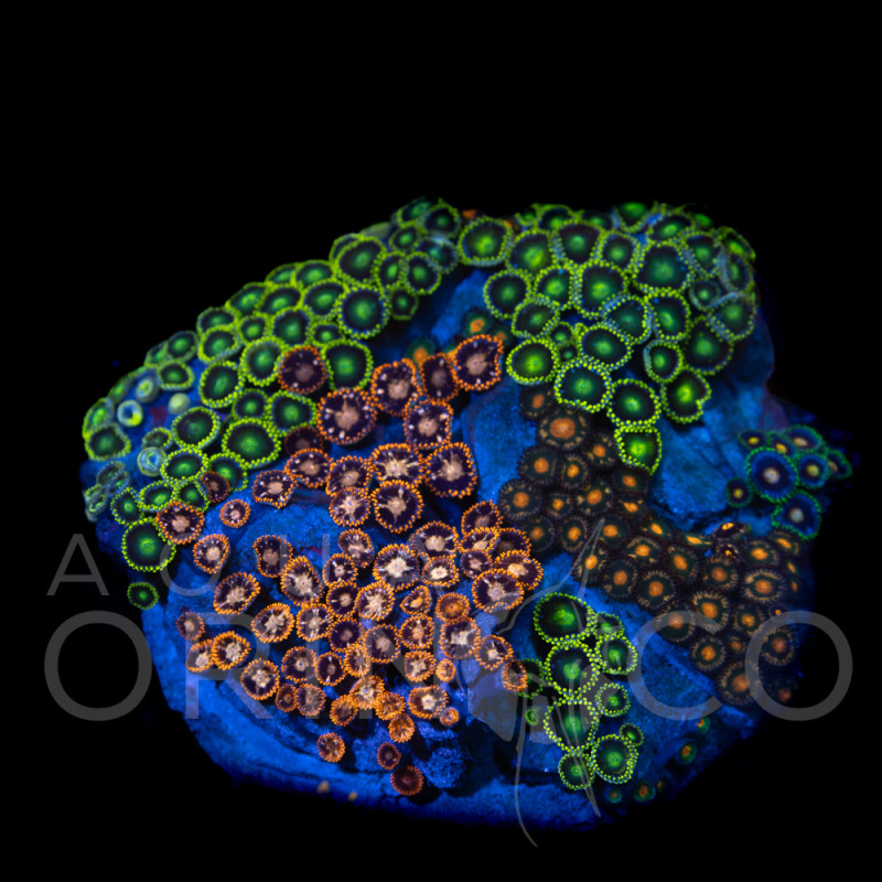 Zoanthus sp. Zoa Garden WYSIWYG V