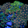 Zoanthus sp. Zoa Garden WYSIWYG VI