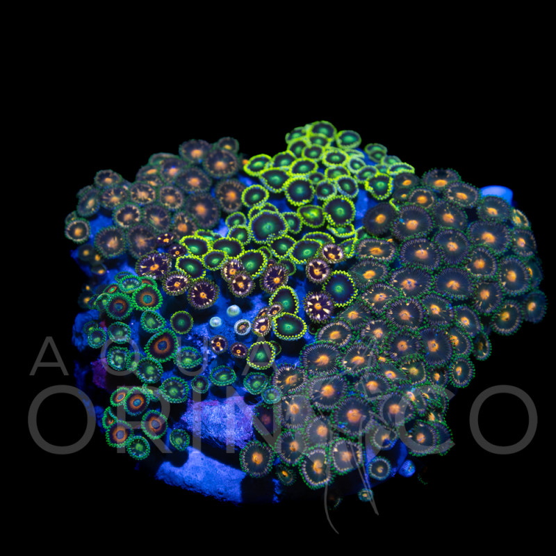 Zoanthus sp. Zoa Garden WYSIWYG VI