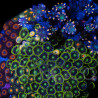 Zoanthus sp. Zoa Garden WYSIWYG VII