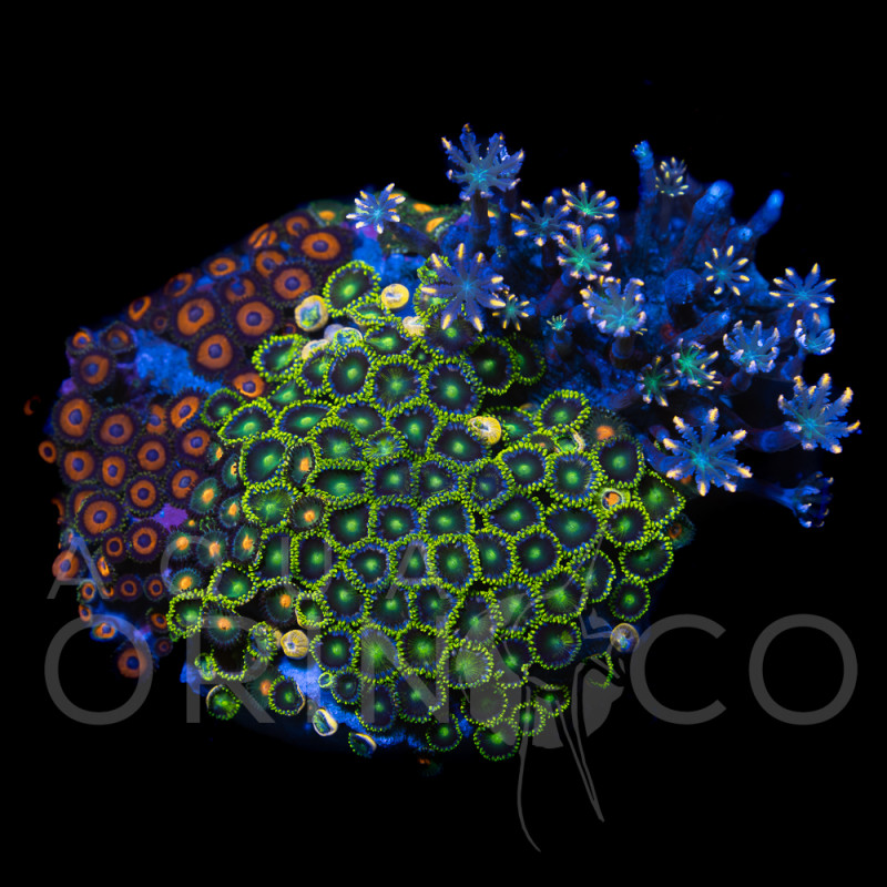 Zoanthus sp. Zoa Garden WYSIWYG VII