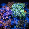 Zoanthus sp. Zoa Garden WYSIWYG VIII