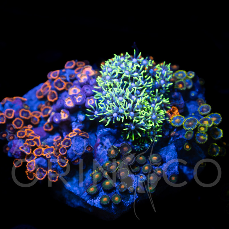 Zoanthus sp. Zoa Garden WYSIWYG VII