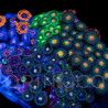 Zoanthus sp. Zoa Garden WYSIWYG X