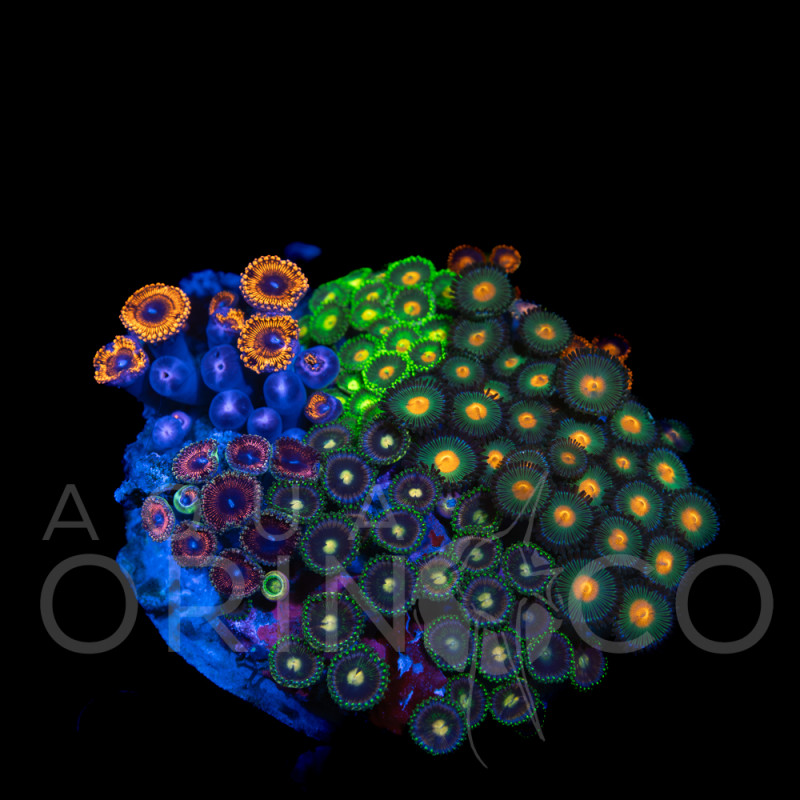 Zoanthus sp. Zoa Garden WYSIWYG VIII
