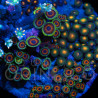 Zoanthus sp. Zoa Garden WYSIWYG XI