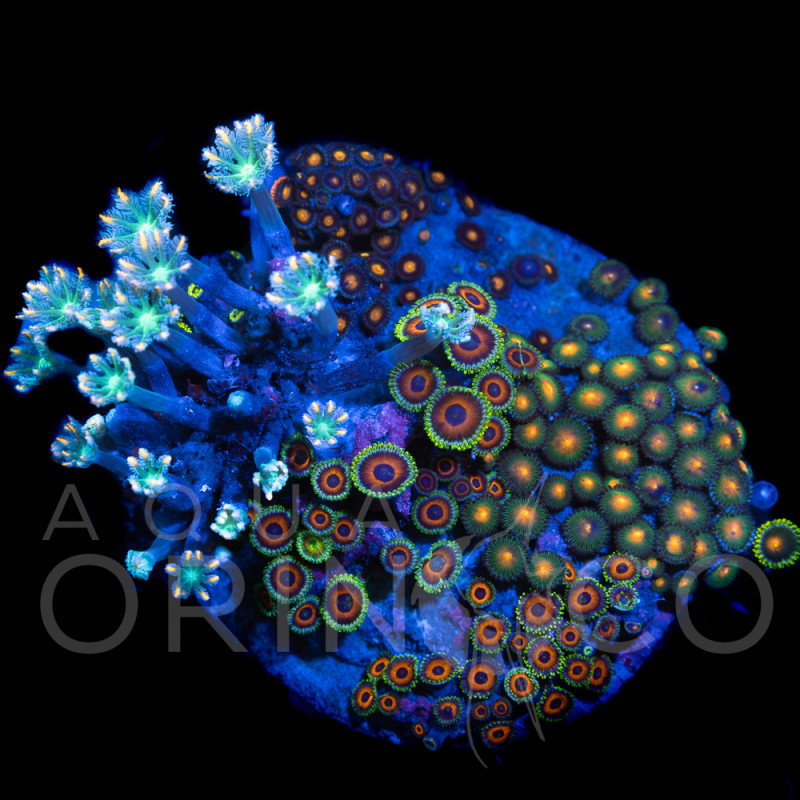 Zoanthus sp. Zoa Garden WYSIWYG XI