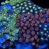 Zoanthus sp. Zoa Garden WYSIWYG XII